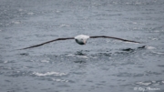 Northern Royal Albatross (Diomedea sanfordi) skimming the waves at Otago Peninsula Pelagic in New Zealand Northern Royal Albatross (Diomedea sanfordi) skimming the waves at Otago Peninsula Pelagic in New Zealand