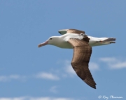 Northern Royal Albatross (Diomedea sanfordi) gliding at Taiaroa head, Otago Peninsula in New Zealand Northern Royal Albatross (Diomedea sanfordi) gliding at Taiaroa head, Otago Peninsula in New Zealand
