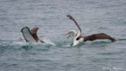 Pair White-capped Albatross (Thalassarche cauta steadi) competing for food at Kaikoura Pelagic in New Zealand Pair White-capped Albatross (Thalassarche cauta steadi) competing for food at Kaikoura Pelagic in New Zealand