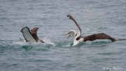 Pair White-capped Albatross (Thalassarche cauta steadi) competing for food at Kaikoura Pelagic in New Zealand Pair White-capped Albatross (Thalassarche cauta steadi) competing for food at Kaikoura Pelagic in New Zealand
