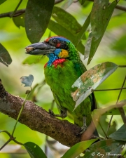Red-crowned Barbet (Psilopogon rafflesii) perched with prey at Central Catchment Nature Reserve in Singapore Red-crowned Barbet (Psilopogon rafflesii) perched with prey at Central Catchment Nature Reserve in Singapore