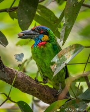 Red-crowned Barbet (Psilopogon rafflesii) perched with prey at Central Catchment Nature Reserve in Singapore Red-crowned Barbet (Psilopogon rafflesii) perched with prey at Central Catchment Nature Reserve in Singapore
