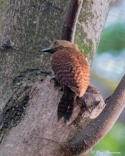 Rufous Woodpecker (Micropternus brachyurus) foraging on a tree trunk at Bidadari Cemetery Woodland in Singapore Rufous Woodpecker (Micropternus brachyurus) foraging on a tree trunk at Bidadari Cemetery Woodland in Singapore