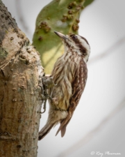 Sunda Pygmy Woodpecker (Picoides moluccensis) female foraging a on tree trunk in Singapore's Chinese Garden Sunda Pygmy Woodpecker (Picoides moluccensis) female foraging on a tree trunk in Singapore's Chinese Garden