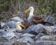 Waved Albatross (Phoebastria irrorata), pair at Punta Suarez nesting colony on Espanola Island, Galapagos Waved Albatross (Phoebastria irrorata), pair at Punta Suarez nesting colony on Espanola Island, Galapagos