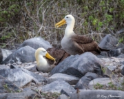 Waved Albatross (Phoebastria irrorata) pair at Punta Suarez breeding colony on Espanola Island, Galapagos Waved Albatross (Phoebastria irrorata) pair at Punta Suarez breeding colony on Espanola Island, Galapagos