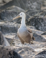 Waved Albatross (Phoebastria irrorata), immature at Punta Suarez breeding colony on Espanola Island, Galapagos Waved Albatross (Phoebastria irrorata), immature at Punta Suarez breeding colony on Espanola Island, Galapagos