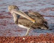 Brown Pelican (Pelecanus occidentalis urinator) preening at waters-edge Rabida Island in the Galapagos Brown Pelican (Pelecanus occidentalis urinator) preening at waters-edge Rabida Island in the Galapagos