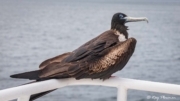 Magnificent Frigatebird (Fregata magnificens magnificens) female perched on boat east coast Isabella Island Magnificent Frigatebird (Fregata magnificens magnificens) female perched on boat east coast Isabella Island