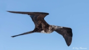 Magnificent Frigatebird (Fregata magnificens magnificens) immature female flying near boat north of Santiago Island Magnificent Frigatebird (Fregata magnificens magnificens) immature female flying near boat north of Santiago Island