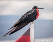 Magnificent Frigatebird (Fregata magnificens magnificens) male perched on boat east coast Isabella Island Magnificent Frigatebird (Fregata magnificens magnificens) male perched on boat east coast Isabella Island