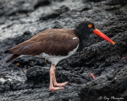 American Oystercatcher (Haematopus palliatus galapagensis) at Punta Espinoza beach on Fernandina, Galapagos Islands American Oystercatcher (Haematopus palliatus galapagensis) at Punta Espinoza beach on Fernandina, Galapagos Islands