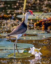 Comb-crested Jacana (Irediparra gallinacea novaehollandiae) at Yellow Water Region in Kakadu National Park Comb-crested Jacana (Irediparra gallinacea novaehollandiae) at Yellow Water Region in Kakadu National Park