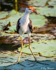 Comb-crested Jacana (Irediparra gallinacea novaehollandiae) immature at Yellow Water Region in Kakadu National Park Comb-crested Jacana (Irediparra gallinacea novaehollandiae) immature at Yellow Water Region in Kakadu National Park