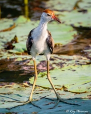 Comb-crested Jacana (Irediparra gallinacea novaehollandiae) immature at Yellow Water Region in Kakadu National Park Comb-crested Jacana (Irediparra gallinacea novaehollandiae) immature at Yellow Water Region in Kakadu National Park