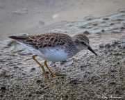 Least Sandpiper (Calidris minutilla) a Galapagos winter visitor in non-breeding plumage at Bachas Beach Least Sandpiper (Calidris minutilla) a Galapagos winter visitor in non-breeding plumage at Bachas Beach