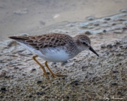 Least Sandpiper (Calidris minutilla) a Galapagos winter visitor in non-breeding plumage at Bachas Beach Least Sandpiper (Calidris minutilla) a Galapagos winter visitor in non-breeding plumage at Bachas Beach