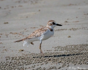 Lesser Sand Plover (Charadrius mongolus) overwintering adult in winter plumage on Myall Beach at Cape Tribulation Lesser Sand Plover (Charadrius mongolus) overwintering adult in winter plumage on Myall Beach at Cape Tribulation