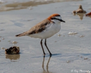 Red-capped Plover (Charadrius ruficapillus) male in breeding plumage on Myall Beach, Cape Tribulation Red-capped Plover (Charadrius ruficapillus) male in breeding plumage on Myall Beach, Cape Tribulation