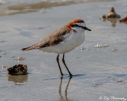 Red-capped Plover (Charadrius ruficapillus) male in breeding plumage on Myall Beach, Cape Tribulation Red-capped Plover (Charadrius ruficapillus) male in breeding plumage on Myall Beach, Cape Tribulation
