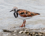 Ruddy Turnstone (Arenaria interpres morinella) in breeding plumage at Orange Valley Mudflats in Trinidad Ruddy Turnstone (Arenaria interpres morinella) in breeding plumage at Orange Valley Mudflats in Trinidad