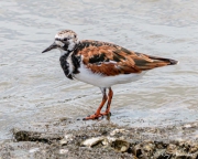 Ruddy Turnstone (Arenaria interpres morinella) in breeding plumage at Orange Valley Mudflats in Trinidad Ruddy Turnstone (Arenaria interpres morinella) in breeding plumage at Orange Valley Mudflats in Trinidad
