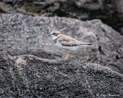 Semipalmated Plover (Charadrius semipalmatus) winter visitor at Post Office Bay on Floreana Island in the Galapagos Semipalmated Plover (Charadrius semipalmatus) winter visitor at Post Office Bay on Floreana Island in the Galapagos