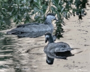 Green Pygmy-goose (Nettapus pulchellus) male and female at Yellow Water Region in Kakadu National Park Green Pygmy-goose (Nettapus pulchellus) male and female at Yellow Water Region in Kakadu National Park