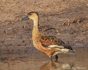 Wandering Whistling Duck (Dendrocygna arcuata australis) at Yellow Water Region in Kakadu National Park Wandering Whistling Duck (Dendrocygna arcuata australis) at Yellow Water Region in Kakadu National Park