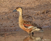 Wandering Whistling Duck (Dendrocygna arcuata australis) at Yellow Water Region in Kakadu National Park Wandering Whistling Duck (Dendrocygna arcuata australis) at Yellow Water Region in Kakadu National Park