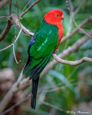 Australian King-parrot (Alisterus scapularis) male at Booderee National Park in Jervis Bay Territory Australian King-parrot (Alisterus scapularis) male at Booderee National Park in Jervis Bay Territory