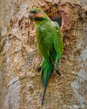 Long-tailed Parakeet (Psittacula longicauda) female at its nest hole in Dairy Farm Nature Park, Singapore Long-tailed Parakeet (Psittacula longicauda) female at its nest hole in Dairy Farm Nature Park, Singapore