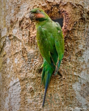 Long-tailed Parakeet (Psittacula longicauda) female at its nest hole in Dairy Farm Nature Park, Singapore Long-tailed Parakeet (Psittacula longicauda) female at its nest hole in Dairy Farm Nature Park, Singapore