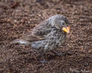 Medium Ground Finch (Geospiza fortis) female, with orange beak colour during non-breeding, foraging on Isabela Island Medium Ground Finch (Geospiza fortis) female, with orange beak colour during non-breeding, foraging on Isabela Island