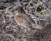 Medium Ground Finch (Geospiza fortis) female, with black beak colour during breeding, foraging on Santiago Island Medium Ground Finch (Geospiza fortis) female, with black beak colour during breeding, foraging on Santiago Island