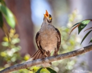 Noisy Miner (Manorina melanocephala lepidota) at Maroochy Regional Bushland Botanic Garden in Queensland Noisy Miner (Manorina melanocephala lepidota) at Maroochy Regional Bushland Botanic Garden in Queensland