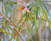 White-plumed Honeyeater (Ptilotula penicillata leilavalensis) feeding om nectar, Arid Land Botanic Garden, SA White-plumed Honeyeater (Ptilotula penicillata leilavalensis) feeding om nectar, Arid Land Botanic Garden, SA