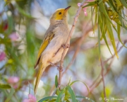 White-plumed Honeyeater (Ptilotula penicillata leilavalensis) perched at Arid Land Botanic Garden, SA White-plumed Honeyeater (Ptilotula penicillata leilavalensis) perched at Arid Land Botanic Garden, SA