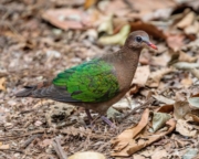 Common Emerald Dove (Chalcophaps indica) female on the ground at the Central Catchment Reserve in Singapore Common Emerald Dove (Chalcophaps indica) female on the ground at the Central Catchment Reserve in Singapore
