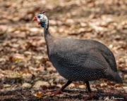 Helmeted Guineafowl (Numida meleagris galeatus) in the open at Lake Tinaroo area in Queensland wet tropics Helmeted Guineafowl (Numida meleagris galeatus) in the open at Lake Tinaroo area in Queensland wet tropics