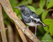 Oriental Magpie-Robin (Copsychus saularis musicus) female at Bukit Timah Nature Reserve in Singapore Oriental Magpie-Robin (Copsychus saularis musicus) female at Bukit Timah Nature Reserve in Singapore