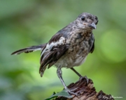 Oriental Magpie-robin (Copsychus saularis musicus) immature perched at Central Catchment Reserve in Singapore Oriental Magpie-robin (Copsychus saularis musicus) immature perched at Central Catchment Reserve in Singapore