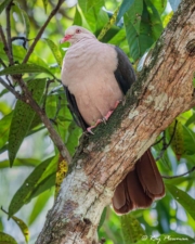 Pink Pigeon (Nesoenas mayeri) by the Macchabee Trail in the Black River Gorges National Park, Mauritius Pink Pigeon (Nesoenas mayeri) by the Macchabee Trail in the Black River Gorges National Park, Mauritius