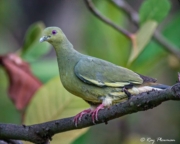 Pink-necked Green Pigeon (Treron vernans) female perched in a tree at Sungei Buloh Wetland Reserve in Singapore Pink-necked Green Pigeon (Treron vernans) female perched in a tree at Sungei Buloh Wetland Reserve in Singapore