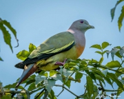 Pink-necked Green Pigeon (Treron vernans) male perched in a tree at Dairy Farm Nature Park in Singapore Pink-necked Green Pigeon (Treron vernans) male perched in a tree at Dairy Farm Nature Park in Singapore