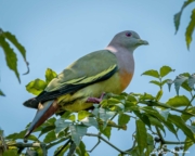 Pink-necked Green Pigeon (Treron vernans) male perched in a tree at Dairy Farm Nature Park in Singapore Pink-necked Green Pigeon (Treron vernans) male perched in a tree at Dairy Farm Nature Park in Singapore