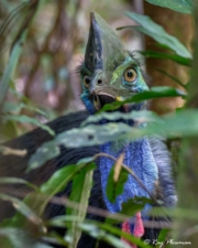 Southern Cassowary (Casuarius casuarius) young male closeup in Marrdja mangrove swamp at Cape Tribulation Southern Cassowary (Casuarius casuarius) young male closeup in Marrdja mangrove swamp at Cape Tribulation