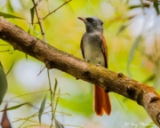 Blyth's Paradise-flycatcher (Terpsiphone affinis) female rufous morph perched at Bidadari Park in Singapore Blyth's Paradise-flycatcher (Terpsiphone affinis) female rufous morph perched at Bidadari Park in Singapore