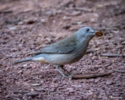Grey Shrikethrush (Colluricincla harmonicaI rufiventris) foraging for seeds on the ground at Flinders Ranges National Park Grey Shrikethrush (Colluricincla harmonicaI rufiventris) foraging for seeds on the ground at Flinders Ranges National Park