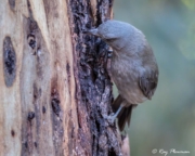 Grey Shrikethrush (Colluricincla harmonicaI rufiventris) foraging for insects on a tree trunk at Flinders Ranges National Park Grey Shrikethrush (Colluricincla harmonicaI rufiventris) foraging for insects on a tree trunk at Flinders Ranges National Park